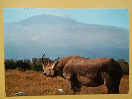 KOV 506-48 - RHINOCEROS, RHINO, AFRICA, KENYA, KILIMANJARO - Rhinoceros
