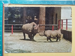 KOV 506-48 - RHINOCEROS, ZOO GARDEN ZAGREB, JARDIN ZOOLOGIQUE,  - Sonstige & Ohne Zuordnung