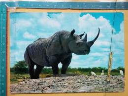 KOV 506-48 - RHINOCEROS, RHINO, AFRICA, ZAMBIA - Neushoorn