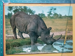 KOV 506-48 - RHINOCEROS, RHINO, AFRICA, ZAMBIA - Rinoceronte