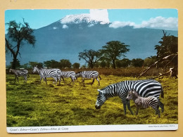 KOV 506-48 - ZEBRA, AFRICA - Zebras