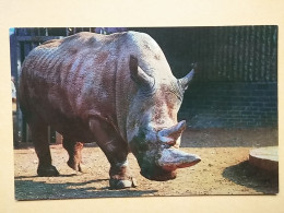 KOV 506-48 - RHINOCEROS, RHINO, LONDON ZOO GARDEN - Rhinocéros