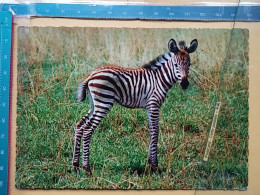 KOV 506-48 - ZEBRA, AFRICA - Zebra's