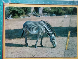 KOV 506-48 - ZEBRA, TANZANIA GAME PARK - Zebra's