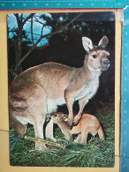 KOV 506-49 - KANGAROO, AUSTRALIA,  - Sonstige & Ohne Zuordnung