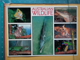 KOV 506-49 - KANGAROO, AUSTRALIA, KOALA, IGUANA, DOLPHIN, CROCODIL - Sonstige & Ohne Zuordnung