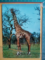 KOV 506-49 - GIRAFFE, AFRICA - Girafes