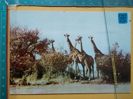 KOV 506-49 - GIRAFFE,  - Giraffes