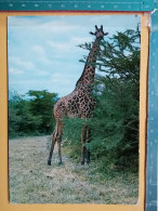KOV 506-49 - GIRAFFE, AFRICA, TANZANIA GAME PARK - Giraffes