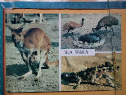 KOV 506-49 - KANGAROO, AUSTRALIA, EMUS, HARMLESS MOUNTAIN DEVIL - Sonstige & Ohne Zuordnung