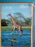 KOV 506-49 - GIRAFFE, AFRICA, KENYA - Jirafas