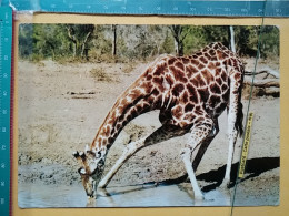 KOV 506-49 - GIRAFFE, AFRICA, DIERELEWE - Girafes
