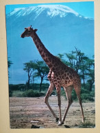 KOV 506-49 - GIRAFFE, AFRICA, KENYA, KILIMANJARO - Girafes