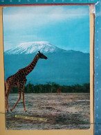 KOV 506-49 - GIRAFFE, AFRICA, KENYA, KILIMANJARO - Giraffes