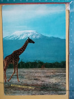 KOV 506-49 - GIRAFFE, AFRICA, KENYA, KILIMANJARO - Giraffen