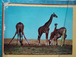 KOV 506-49 - GIRAFFE - Giraffes