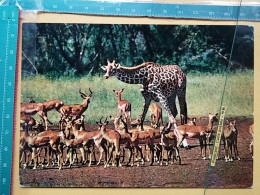 KOV 506-49 - GIRAFFE, IMPALA, AFRICA, ZAMBIA - Giraffen