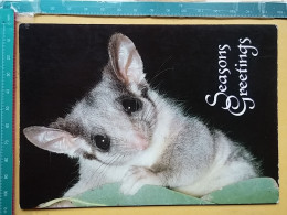 KOV 506-50 -  Sugar Glider (Petaurus Breviceps, Australia, Steve Parish Publishing - Autres & Non Classés