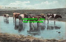 R467401 Cows In River. T. E. L. Serie. 862 - Monde