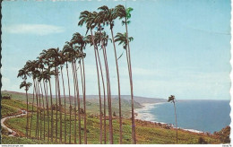 BARBADES - Antilles - Bathsheba Coast Line - Through The Palms - Barbados