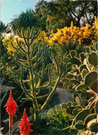 Fleurs - Plantes - Cactus - Hyères - Jardin O'Riquier - CPM - Voir Scans Recto-Verso - Cactussen