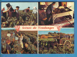 Vignes - Vendanges - Multivues - Ecrite - Vigne