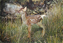 Animaux - Cervidés - Royaume Uni - Angleterre - England - UK - United Kingdom - A Young Red Deer - Daims - CPM - Voir Sc - Autres & Non Classés