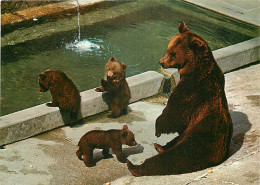 Animaux - Ours - La Fosse Aux Ours De Berne - Oursons - Zoo - Bear - CPM - Carte Neuve - Voir Scans Recto-Verso - Bears