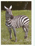 Animaux - Zèbres - CPM - Carte Neuve - Voir Scans Recto-Verso - Zebras