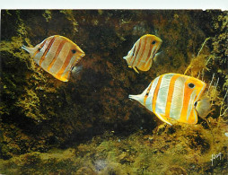 Animaux - Poissons - Musée Océanographique De Monaco - 40-048-09 - Pit-Pit - Chelmon Rostratus - Carte Neuve - CPM - Voi - Fische Und Schaltiere