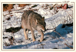 Animaux - Loups - Hiver - Neige - Wolf - Lobo - CPM - Carte Neuve - Voir Scans Recto-Verso - Sonstige & Ohne Zuordnung
