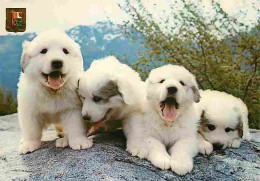 Animaux - Chiens - Chien Des Pyrénées - Chiots - Elevage Du Comté De Bordes - Domaine Du Hautacam - Argelès Gazost - Bla - Chiens