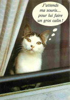 Animaux - Chats - Carte Humoristique - Carte Neuve - CPM - Voir Scans Recto-Verso - Chats