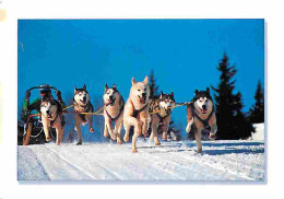 Animaux - Chiens - Husky - Attelage De Huskys - CPM - Voir Scans Recto-Verso - Hunde