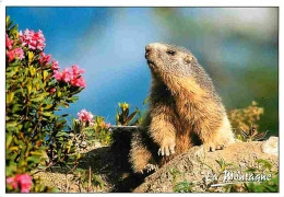 Animaux - Marmottes - CPM - Voir Scans Recto-Verso - Autres & Non Classés