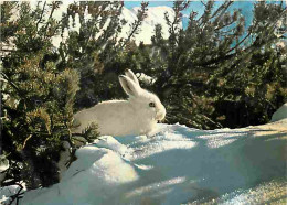 Animaux - Lapins - CPM - Voir Scans Recto-Verso - Autres & Non Classés