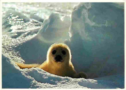 Animaux - Phoques - CPM - Voir Scans Recto-Verso - Autres & Non Classés