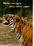 Animaux - Fauves - Tigre - Carte à Message - CPM - Voir Scans Recto-Verso - Tijgers