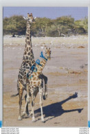 Let's Talk About Sex - The Animal Edition 03 - Mating Southern Savannah Giraffes At Chudop Waterhole - Namibia - Etosha - Giraffen