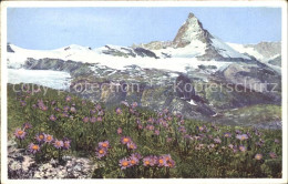 11742957 Zermatt VS Aster Alpinus Alpenaster Am Matterhorn  - Other & Unclassified