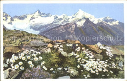 11742956 Zermatt VS Chrysanthenum Alpinum Alpen Wucherblume Am Riffelberg  - Sonstige & Ohne Zuordnung