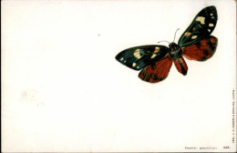 50476111 - - Butterflies