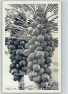 12007911 - Fruechte Papaia Tree - Foto AK - Sonstige & Ohne Zuordnung
