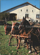 11737286 Amriswil TG Pferdegespann Amriswil - Andere & Zonder Classificatie