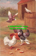 R498244 Pigeons. Salmon. Painting. Postcard. 5018 - Mundo