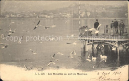 11732076 Montreux VD Les Mouettes Au Port De Montreux Montreux - Altri & Non Classificati