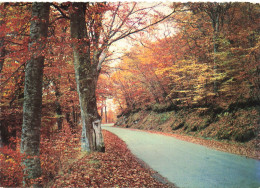 CPSM Paysage D'Automne   L2921 - Autres & Non Classés