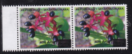 Madagascar 2014 - Fleur : Ouratea Obtusfolia - Madagascar (1960-...)