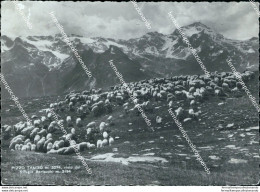 Bi366 Cartolina  Pizzo Tambo' Rifugio Bertacchi Provincia Di Sondrio - Sondrio