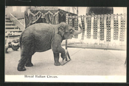 AK Zirkus, Der Elefant Zeigt Sein Kunststück  - Circus